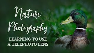 Nature Photography | Learning to use a Canon EF 100-400mm f/4.5-5.6L IS II USM  Lens