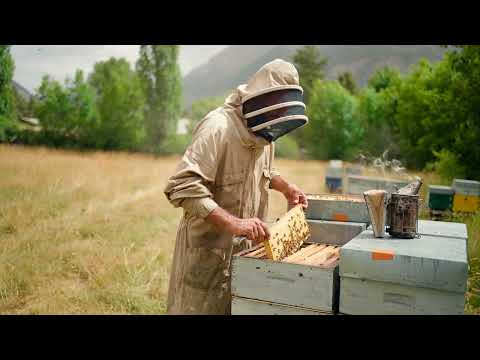 Hydromel au miel de châtaignier - Ruche et Flore