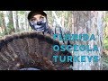 I&#39;ve NEVER seen an Osceola turkey like THIS! 6 BEARDS!