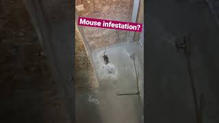 Rodent Infestation?