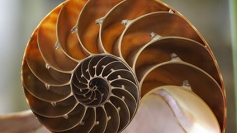 Fibonacci Altın Oran Belgeseli - HD