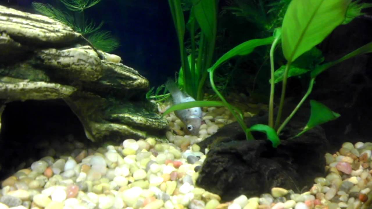 Balloon Belly Molly Fish Care Tank Size Feeding Breeding Aquariumnexus Balloon Belly Molly Fish Care Tank Size Feeding Breeding Aquariumnexus