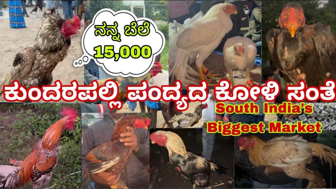 ಕುಂದರಪಲ್ಲಿ ಪಂದ್ಯದ ಕೋಳಿ ಸಂತೆ🐓kundarapalli friday market🐣Fighter Koli Market🐥Southindia biggest Market