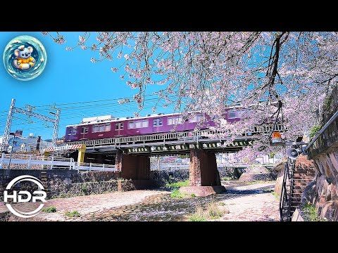 Custom of drinking alcohol with flowers outside.Virtual Travel Tour.満開桜:都賀川,神戸