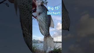 Delicious Fried ‘Sacalait’! #crappiefishing