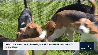 Final transfer of Ridglan Farms beagles underway after closure