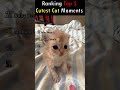 Ranking Top 5 Cutest Cat Moments! #shorts #viral #kittens #cats #top5