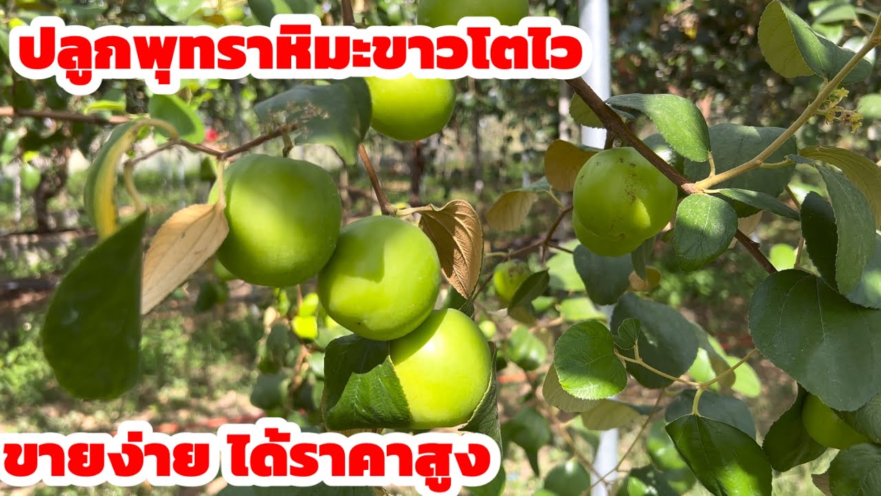 วิธีการปลูกพุทราหิมะขาว ที่บ้านสวนกัญญาภัทร จังหวัดร้อยเอ็ด 091-5769479 เจ้าของสวน