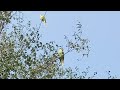 parrot 🦜 calling sound