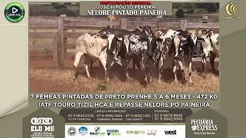 PARTICIPAO ESPECIAL JOS HIPLITO PEREIRA - NELORE P...