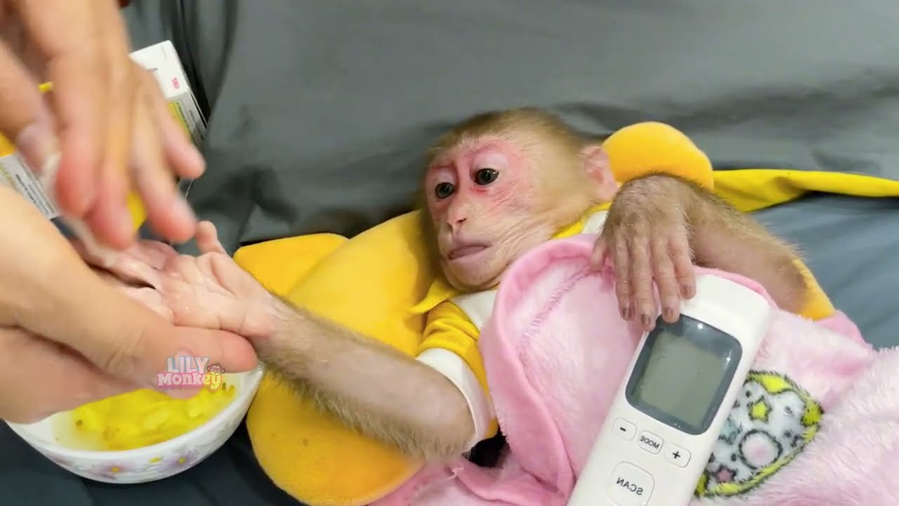 Oh no! Lily might’ve gotten sick from that early seasonal wind | Lily's story