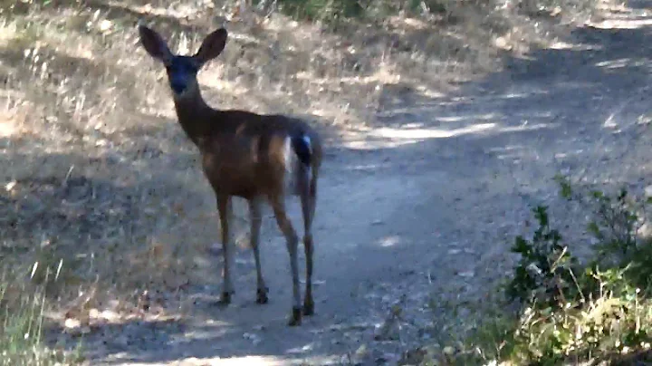Deer & two fawns up close in California
