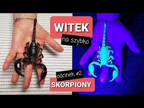 Dlaczego niektóre zwierzęta świecą w świetle uv?