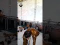 طلای ۷۵ کیلو مسابقه سعدون کلاسیک قهرمانی شمالغرب طلای ۷۵ کیلو مسابقه سعدون کلاسیک قهرمانی شمالغرب