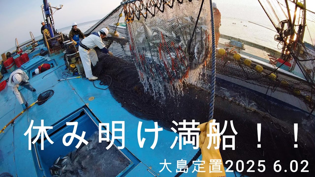 休み明け大漁!! 　若狭湾　大島定置　2025 6.2[俺視点]