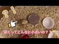 ベビーオカヤドカリのチビ太　Hermit crab 소라게　亚德卡里