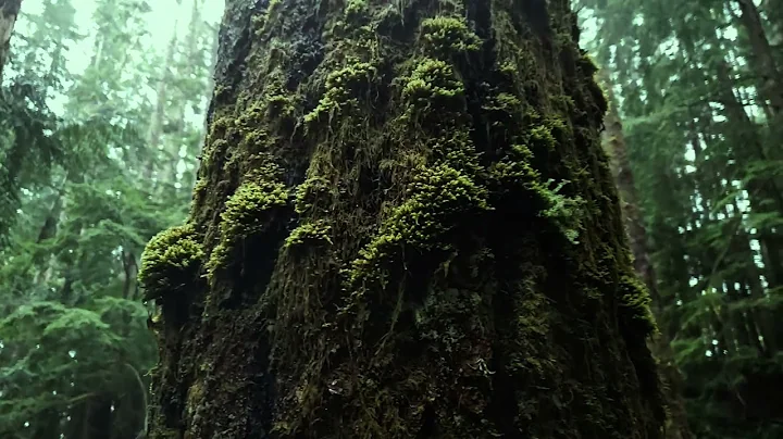 PNWGreen | Sarah Ferrier