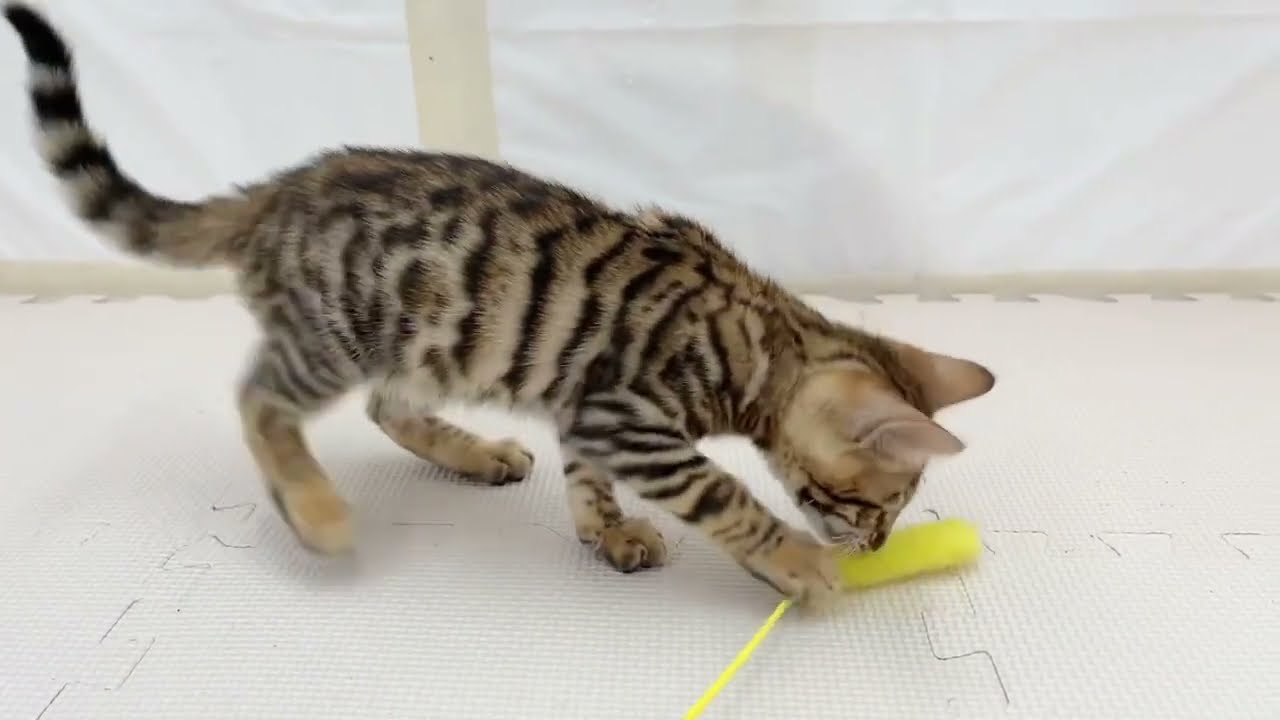 トイガー】希少種！虎柄がかっこいい子猫ちゃん♡ - YouTube
