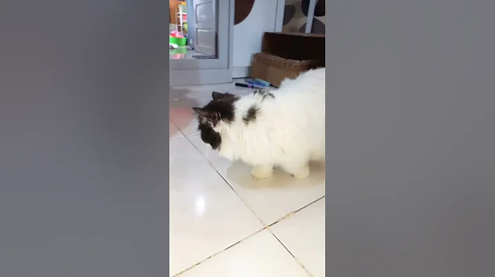 Watch the video about Slow walk cat munchkin lulu