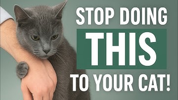 If You Break These Cat Rules, They’ll Never Trust You Again