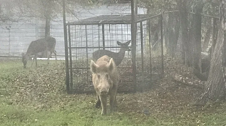 ’Pretty vicious’ 271 lb. boar caught in Northwest side neighborhood