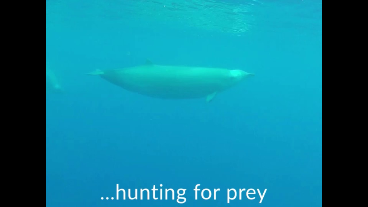 First underwater footage of rare beaked whale