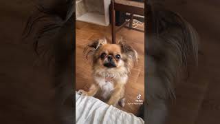 dog, Pekingese, Japanese chin