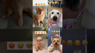 Who Is More Funny? #pomeranian #emojichallenge #shorts
