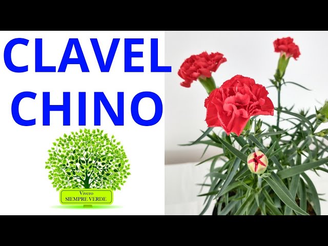 CLAVEL CHINO. Cuidados y mantenimiento - YouTube