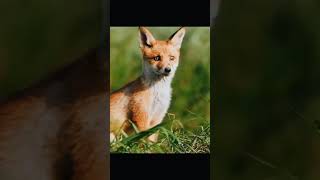 THIS WILD MEME ANIMAL BEING NICE AND FUNNY | HDR #shorts