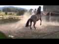 Diego, BLM Kiger Mustang, sparring with Geronimo