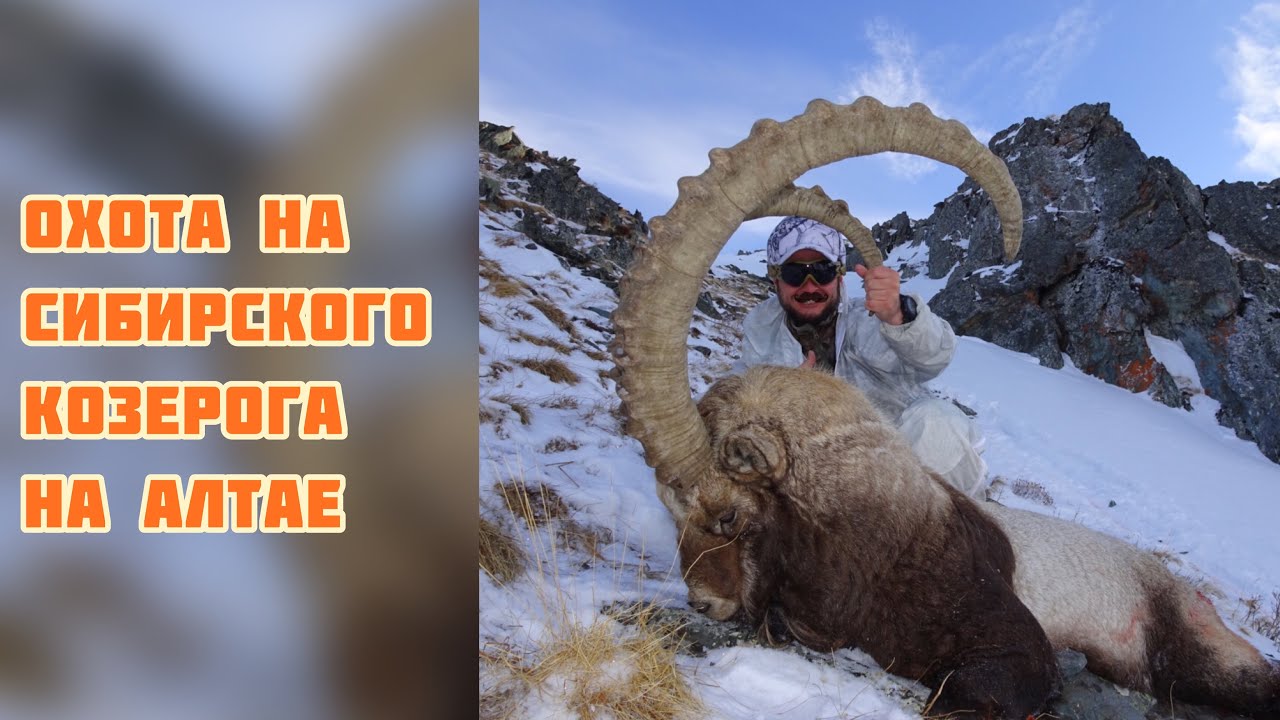 охота на горных козлов в казахстане