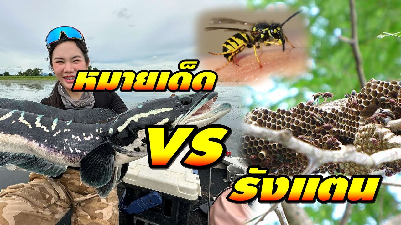 หมายวิ่งของแทร่...ต้องผ่านรังแตน  FISHINGEZ วันที่ 28-9-67