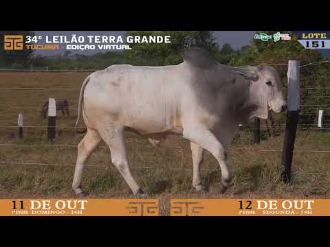 LOTE 151