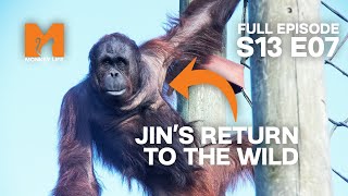 Jin Does Not Want to Go Home | Season 13 Episode 7 | Full Episode | Monkey Life