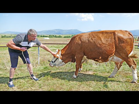 Video: Koje su pasmine krava? Koliko košta krava?