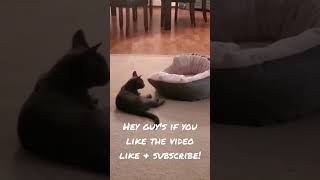 Cute cat playing