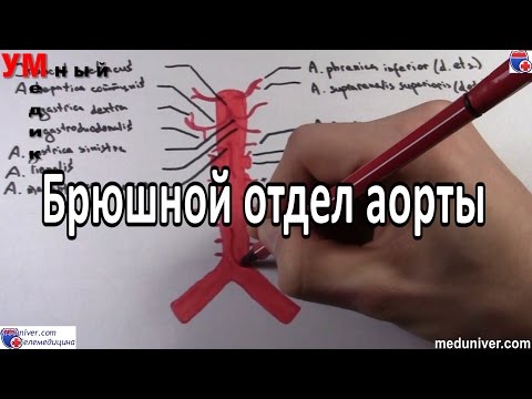 Анатомия и ветви брюшного отдела аорты - meduniver.com