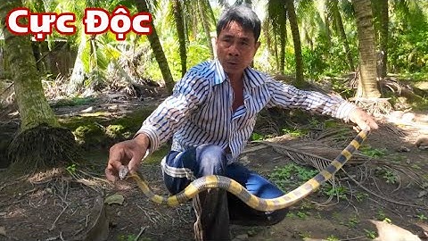 Loài Rắn Cực Độc | Nhận Được Cuộc Gọi Từ Ông Chú Nhờ Anh Giang Giúp Bắt Con Rắn Cực Độc| Giang Ca SB