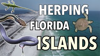 Herping The BARRIER ISLANDS of FLORIDA! (Spring Break Herping 2021 Part 3)