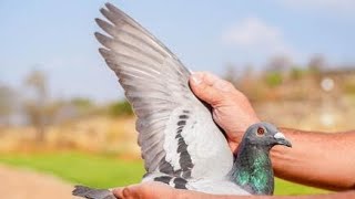NR. 2 ACE! 2. acebird Afrika Pro Series ‘22