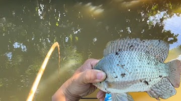 Tập 541 - Phát Hiện Điểm Câu Toàn Cá Rô, Rô Phi Ngoài Ruộng Cá Ăn Như Cá Nuôi