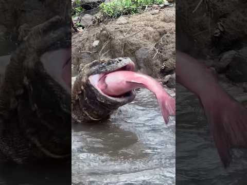 Poor Red fish โผ๏ธ