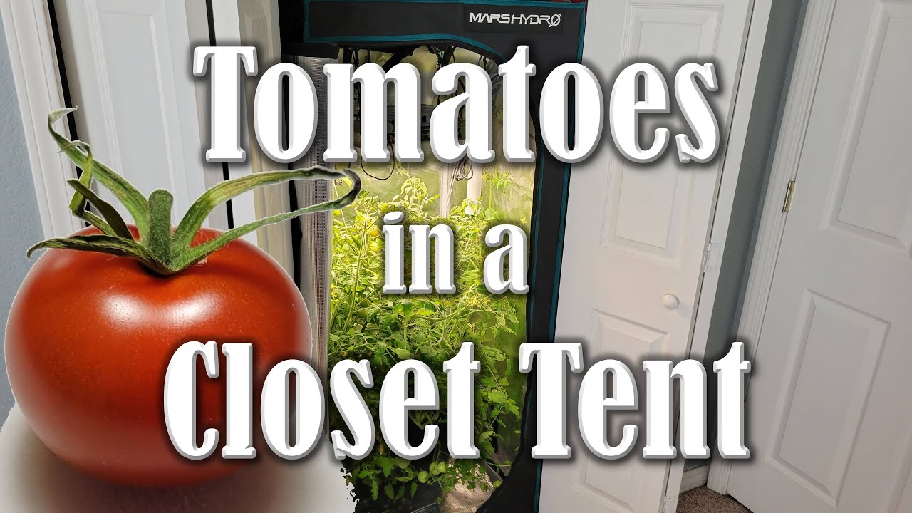 Tomatoes in a Closet Tent