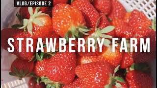 We visited Southern Belle Strawberry Farm Great family outdoor activity