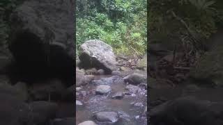 Download Lagu Deep in the heart of the Aberdares ;Following the Chania river to its source. MP3