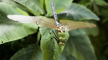 A Visual Journey: From Dragonfly Macro to Urban Luxury with D5 Render