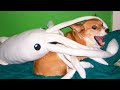 23 Animales Mas Divertidos 😁 Los Mejores Videos De Animales De La Semana - Parte 2