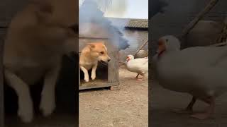Download Lagu A goose played a prank on a dog.😂  #animals  #dogshorts MP3 Download Lagu A goose played a prank on a dog.😂  #animals  #dogshorts MP3