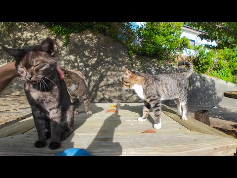 入場無料の野外猫カフェ🐾お出かけ中の猫スタッフが急いで戻ってきて席に着いた可愛い瞬間☕🐱